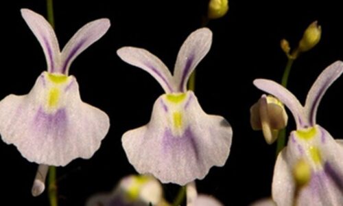 The Surprising Beauty of Unusual Flower Shapes Enchants a Vast Number of People