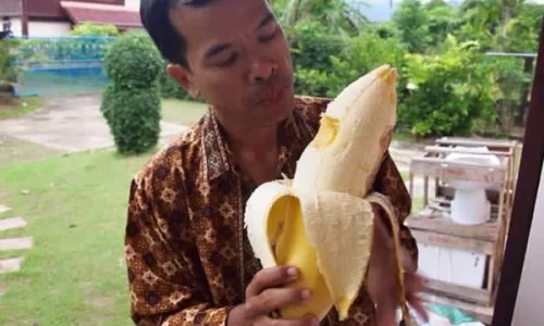 Unprecedented phenomenon: bananas growing right out of the tree trunk