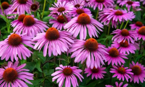 11 Tall Perennial Flowers to elevate Your Garden’s Beauty