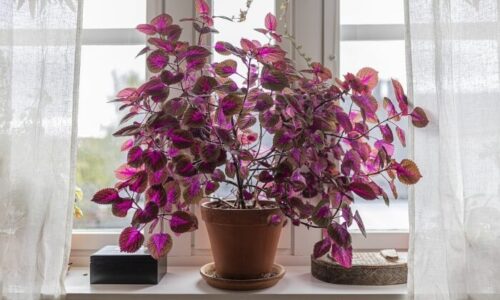 Unleash the Purple Majesty: Top 7 Indoor Plants with Dazzling Foliage