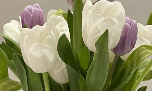 10 Beautiful Spring flowers to Brighten Your Garden