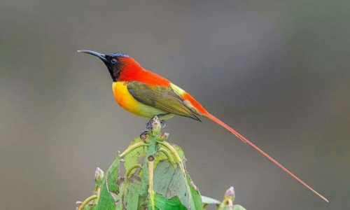Enchanting Splendor: The Mesmerizing Brilliance of the Fire-Tailed Sunbird