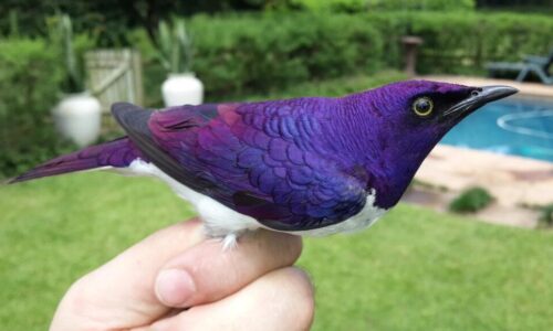 The Graceful Charm of the Violet-Backed Starling: Nature’s Living Jewel adorned in vibrant plumage