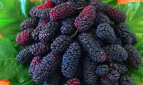 Black Silkberry: A Once-in-a-Lifetime Fruit with Unparalleled Distinction