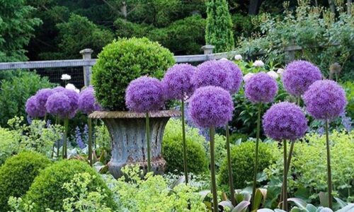 Purple Plants: 24 Magical Landscaping Ideas