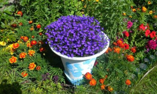 Lobelia: An amazing flower for pot and garden